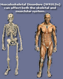 Pic: Skeletal and Musculo systems.