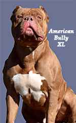 image: American Bully XL dog