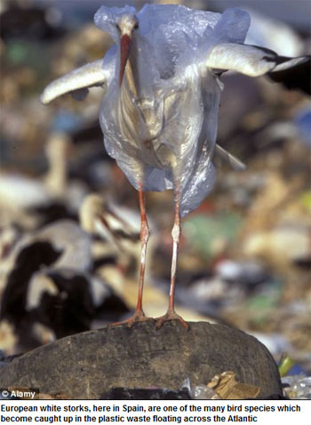 pic of European White Stork covered by plastic bag